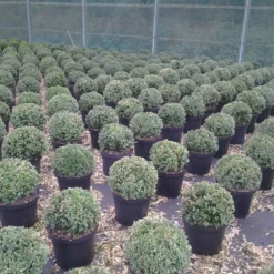 Buxusbol (Buxus Sempervirens, Bolvorm) -Groen Dome Verkoopwinkel buxus sempervirens bol 20 25 30 c7 10