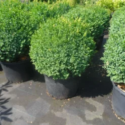 Buxusbol (Buxus Sempervirens, Bolvorm) -Groen Dome Verkoopwinkel buxus sempervirens bol 50 60