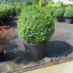 Buxusbol (Buxus Sempervirens, Bolvorm) -Groen Dome Verkoopwinkel buxus sempervirens bol 70 80