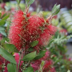 Lampepoetserplant Op Stam (Callistemon Laevis ) -Groen Dome Verkoopwinkel callistemon laevis