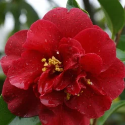Camelia Als Leivorm (Camellia Japonica 'Doctor Burnside')