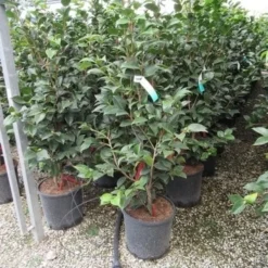 Camelia (Camellia, Rood) -Groen Dome Verkoopwinkel camellia