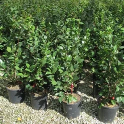 Camelia (Camellia 'Debbie') -Groen Dome Verkoopwinkel camellia 3