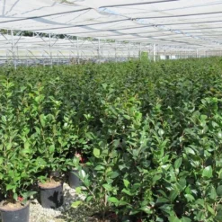 Camelia (Camellia 'Debbie') -Groen Dome Verkoopwinkel camellia 4