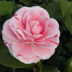 Camelia (Camellia Japonica 'Bonomiana') -Groen Dome Verkoopwinkel camellia bonomiana