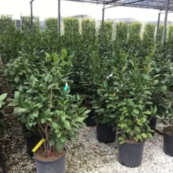 Camelia (Camellia 'Debbie') -Groen Dome Verkoopwinkel camellia c12