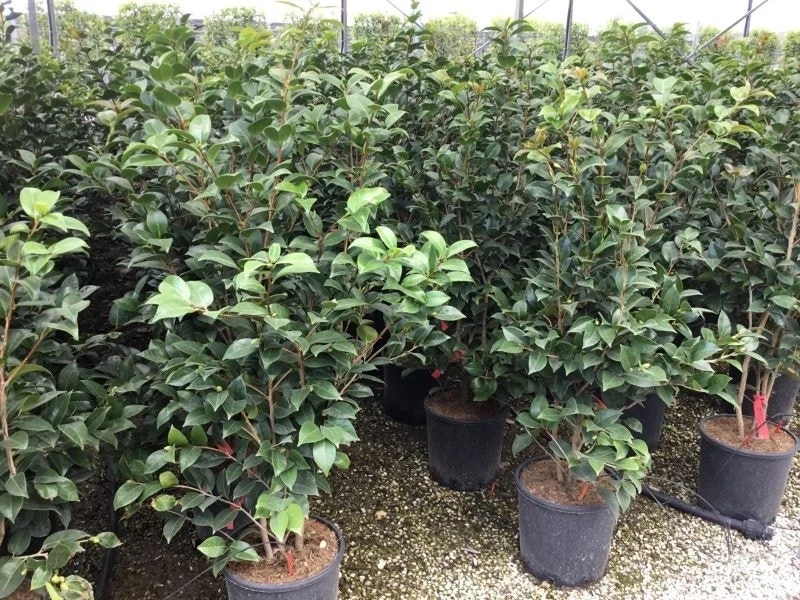 Camellia (Camellia Japonica 'Black Lace') 10 Camellia (Camellia Japonica 'Black Lace') - Afbeelding 8