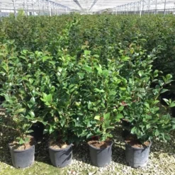 Camelia (Camellia 'Debbie') -Groen Dome Verkoopwinkel camellia c7 2