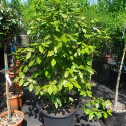 Camelia Als Leivorm (Camellia Japonica) -Groen Dome Verkoopwinkel camellia japonica 125 150 175 c50