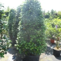 Camelia (Camellia 'Debbie') -Groen Dome Verkoopwinkel camellia japonica 175 200 1