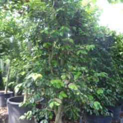 Camelia Als Leivorm (Camellia Japonica) -Groen Dome Verkoopwinkel camellia japonica 200 250 300 cont