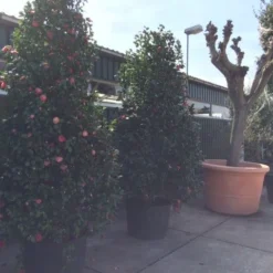 Camelia (Camellia, Rose) -Groen Dome Verkoopwinkel camellia japonica 200 250 300 extra 1 1