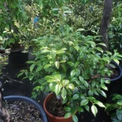 Camelia (Camellia, Rose) -Groen Dome Verkoopwinkel camellia japonica 60 80 c20 25 1 2 1