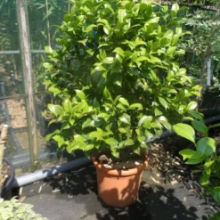 Camelia Als Leivorm (Camellia Japonica) -Groen Dome Verkoopwinkel camellia japonica 80 100 125