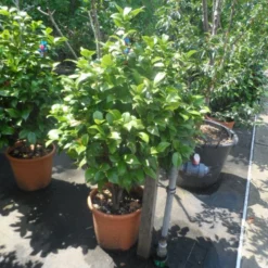 Camelia (Camellia, Rose) 18 Camelia (Camellia, Rose) -Groen Dome Verkoopwinkel camellia japonica 80 100