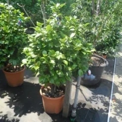 Camelia (Camellia, Wit) -Groen Dome Verkoopwinkel camellia japonica 80 100 1