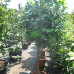 Camelia Op Stam (Camellia Japonica) -Groen Dome Verkoopwinkel camellia japonica halfstam c35 50