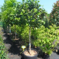 Camelia Op Stam (Camellia Japonica) -Groen Dome Verkoopwinkel camellia japonica halfstam c70 extra