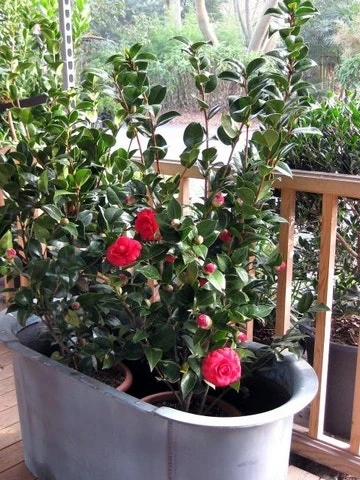 Camellia (Camellia Japonica 'Black Lace') 11 Camellia (Camellia Japonica 'Black Lace') - Afbeelding 9