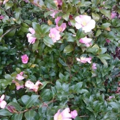 Camelia Als Boom (Camellia Sasanqua) 7 Camelia Als Boom (Camellia Sasanqua) -Groen Dome Verkoopwinkel camellia sasangua 2 1