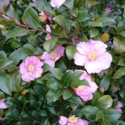 Camelia Als Bonsai (Camellia Sasanqua) -Groen Dome Verkoopwinkel camellia sasangua 3