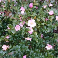 Camelia Als Bonsai (Camellia Sasanqua) -Groen Dome Verkoopwinkel camellia sasangua 4
