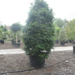 Camelia (Camellia Sasanqua) -Groen Dome Verkoopwinkel camellia sasanqua 300 350 c500 1