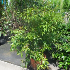 Camelia (Camellia Sasanqua) -Groen Dome Verkoopwinkel camellia sasanqua 60 80 100 c25 1