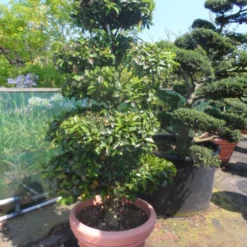 Camelia Als Bonsai (Camellia Sasanqua) -Groen Dome Verkoopwinkel camellia sasanqua bonsai 175 200