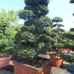 Camelia Als Bonsai (Camellia Sasanqua) -Groen Dome Verkoopwinkel camellia sasanqua bonsai 200 225 houten bak