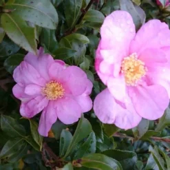 Camelia (Camellia Sasanqua) -Groen Dome Verkoopwinkel camellia tuin 2
