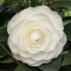 Camelia (Camellia Japonica ‘Perfection White’) -Groen Dome Verkoopwinkel camellia white p