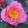 Camelia Als Leivorm (Camellia Japonica 'California') -Groen Dome Verkoopwinkel camelliacalifornia 1