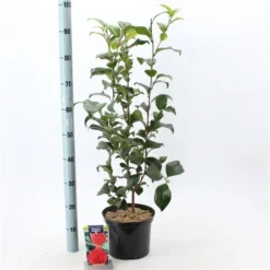 Camelia (Camellia Japonica 'Kramer's Supreme') -Groen Dome Verkoopwinkel camelliakramerssupreme02