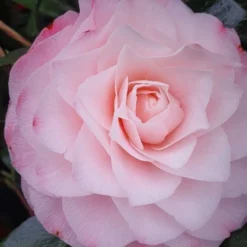 Camelia (Camellia Japonica 'Sacco Vera')