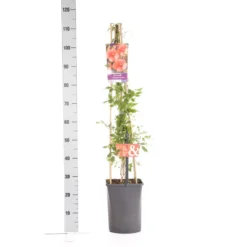 Trompetbloem (Campsis Tagliabuana 'Mme Galen') -Groen Dome Verkoopwinkel campsis t. madame galen 1.00 1.25