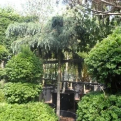 Ceder Als Boom (Cedrus Deodara 'Feelin Blue') -Groen Dome Verkoopwinkel cedrus deodara feelin blue 20 25ho 1