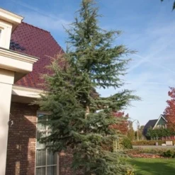 Atlasceder (Cedrus Libani 'Glauca') 21 Atlasceder (Cedrus Libani 'Glauca') -Groen Dome Verkoopwinkel cedrus libani glauca