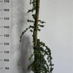 Treurceder (Cedrus Libani 'Glauca Pendula') 9 Treurceder (Cedrus Libani 'Glauca Pendula') -Groen Dome Verkoopwinkel cedrusglaucape