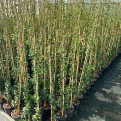 Toscaanse Jasmijn (Trachelospermum Jasminoides 'Winter Ruby') -Groen Dome Verkoopwinkel cf397af1 424c 440f b659 6b33d5eedf60