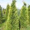 Gele Haagconifeer (Chamaecyparis Lawsoniana 'Stardust') -Groen Dome Verkoopwinkel cham stardust 250 1