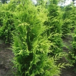 Gele Haagconifeer (Chamaecyparis Lawsoniana 'Stardust') -Groen Dome Verkoopwinkel chamacyparislstard100125vh