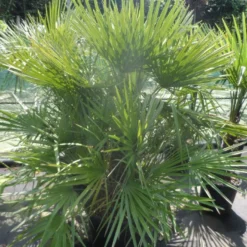 Dwergpalm (Chamaerops Humilis) -Groen Dome Verkoopwinkel chamaerops humilis 125 150 c70