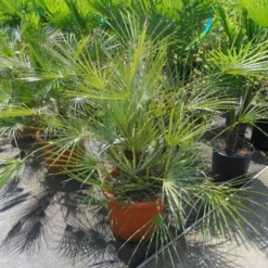 Dwergpalm (Chamaerops Humilis 'Cerifera') -Groen Dome Verkoopwinkel chamaerops humilis cerifera 80 100 c30