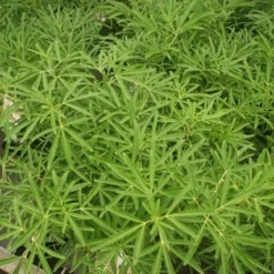 Bestsellers -Groen Dome Verkoopwinkel choisya aztec pearl 1