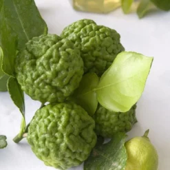 Kaffirlimoen (Citrus Hystrix) -Groen Dome Verkoopwinkel citrus hystrix