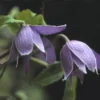Bosrank (Clematis Alpina) -Groen Dome Verkoopwinkel clalpina 1