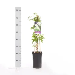 Bosrank (Clematis Alpina 'Albina Plena') -Groen Dome Verkoopwinkel clematis alp. albina plena