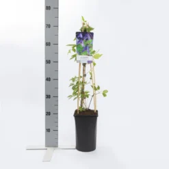 Bosrank (Clematis Alpina 'Helsingborg') -Groen Dome Verkoopwinkel clematis alp. helsingborg