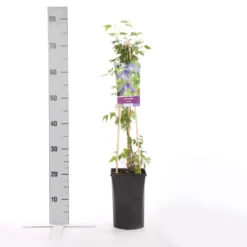 Bosrank (Clematis Alpina) -Groen Dome Verkoopwinkel clematis alpina